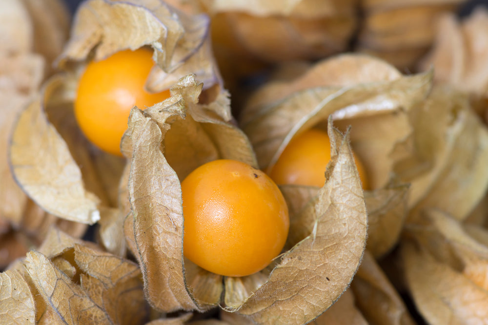 Bio Physalis