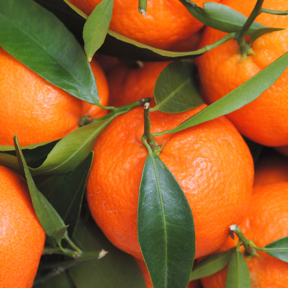 Bio Clementinen Finca Jelanisoli