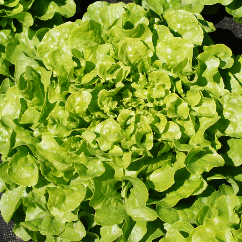 Bio Salat, Eichblatt, grün
