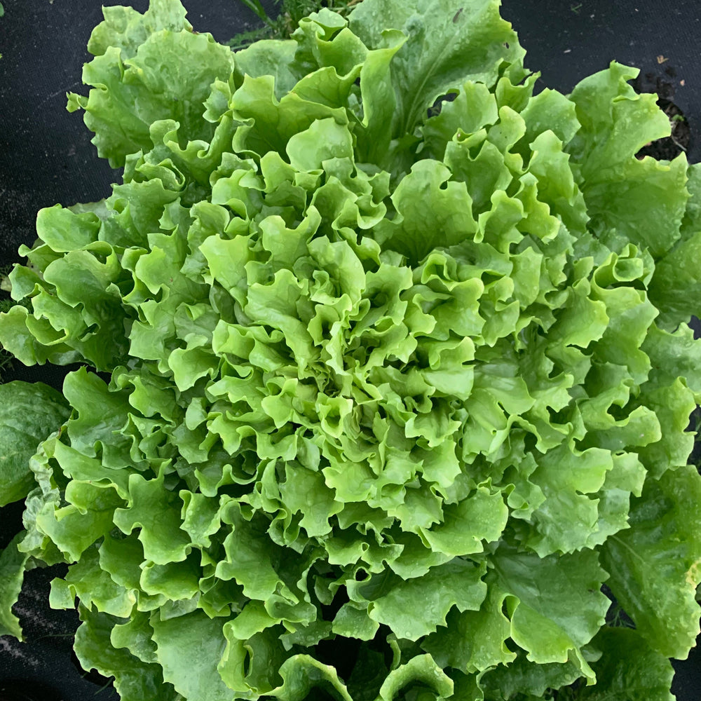 Bio Salat, Endivie