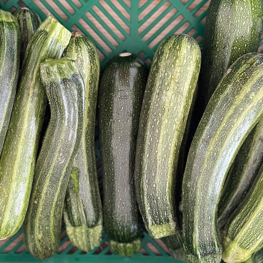 Bio Zucchini
