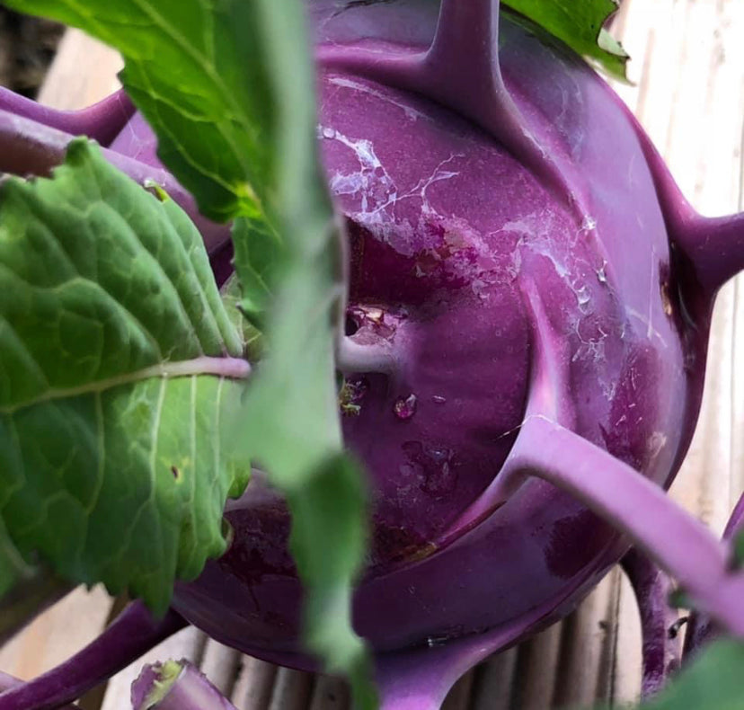 Bio Kohlrabi, lila