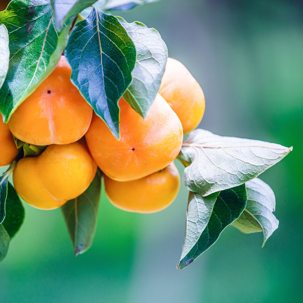 Bio Kaki Finca Jelanisoli