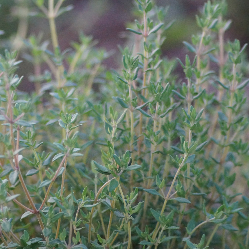 Bio Thymian, gartenfrisch