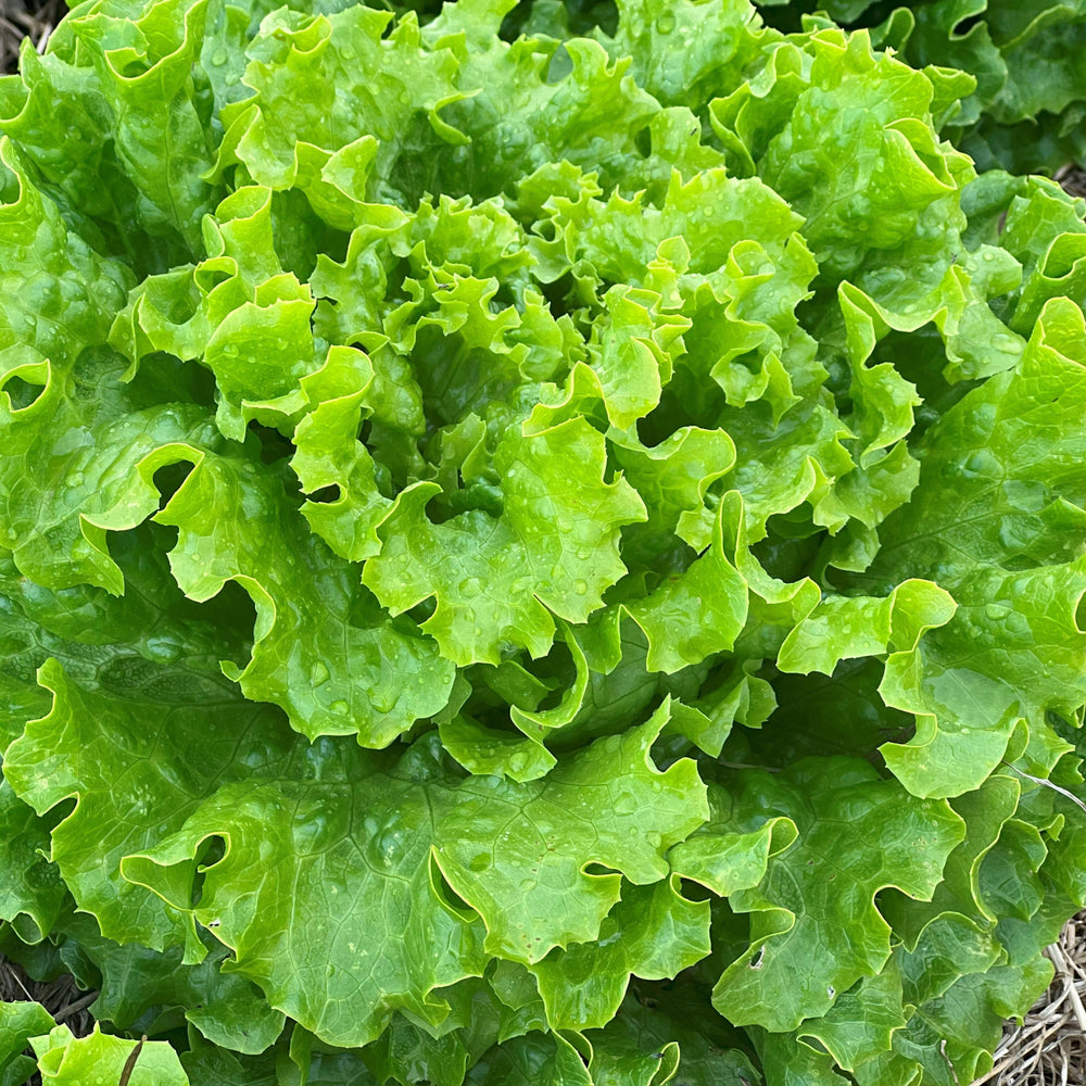 Bio Salat, Batavia, grün