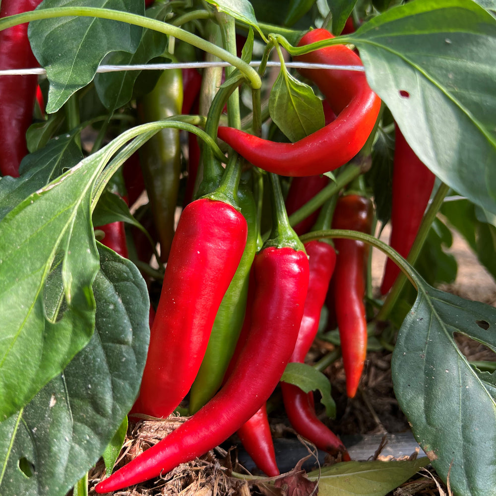 Bio Paprika, Chili 'de Cayenne', frisch