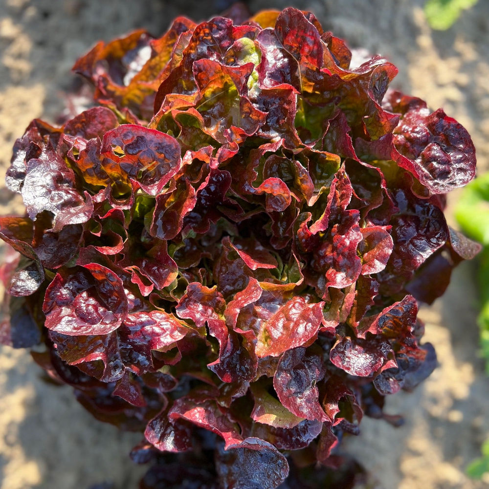 Bio Salat, Eichblatt, rot