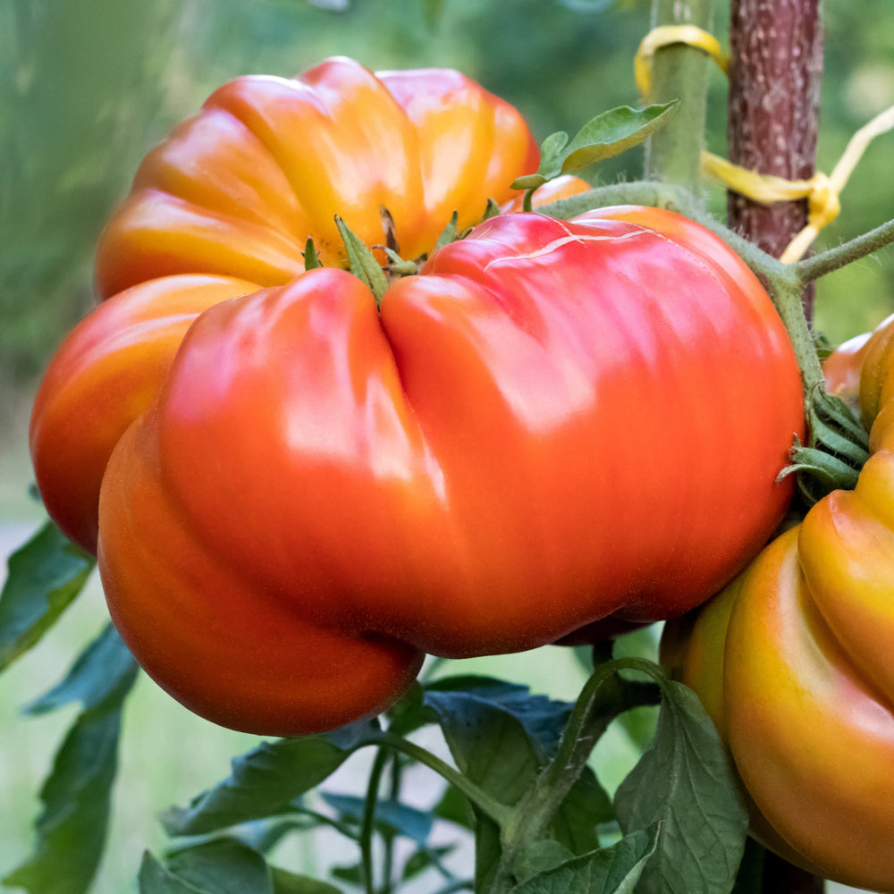 Bio Tomaten, Bunter Heirloom Mix