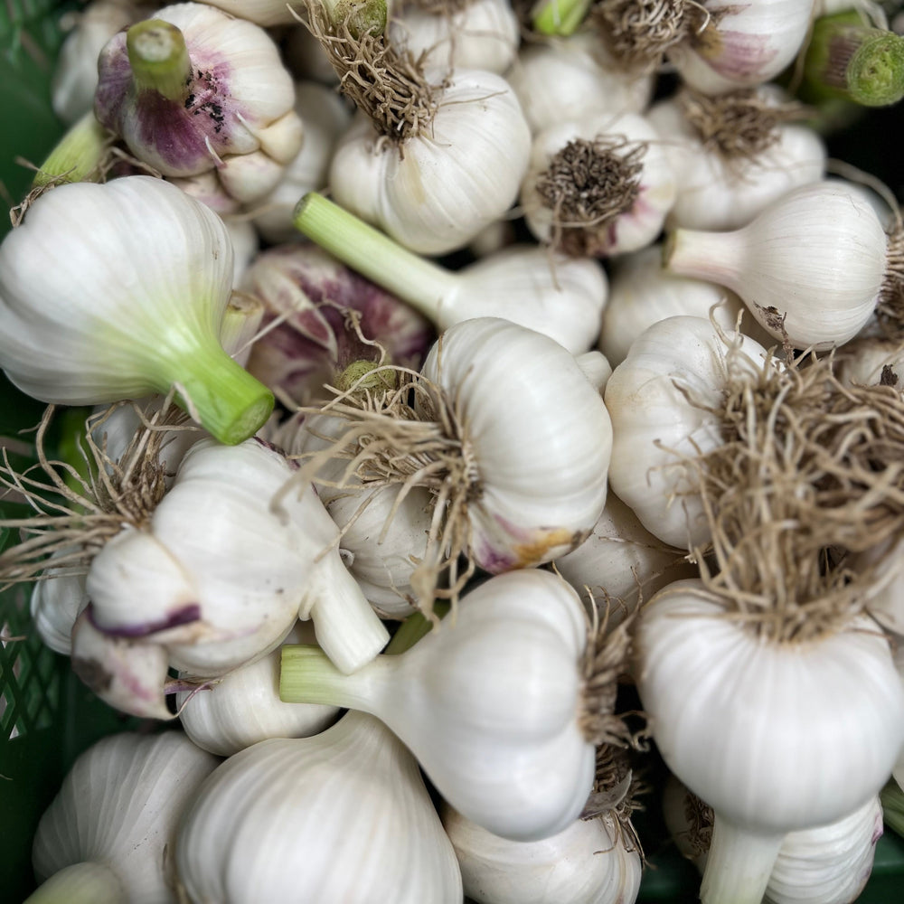 Bio Knoblauch 'Morado', frisch