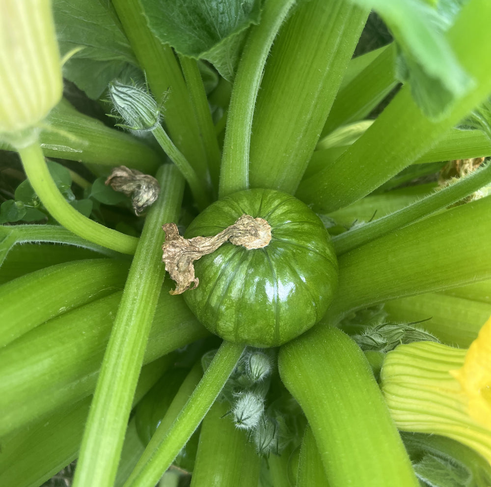 Bio Gartenkürbis, Zaphito